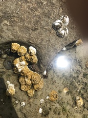 Hexanauplia