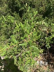 Escallonia illinita