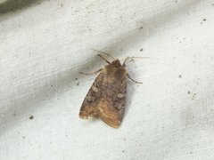 Cerastis leucographa