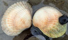Cerastoderma edule