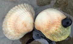Cerastoderma edule