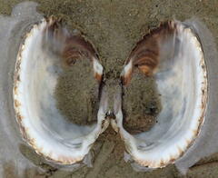 Cerastoderma edule