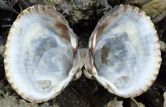 Cerastoderma edule