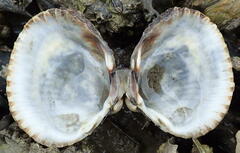 Cerastoderma edule