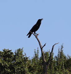 Corvus capensis