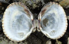 Cerastoderma edule