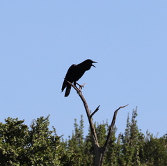 Corvus capensis