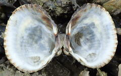Cerastoderma edule