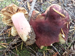 Russula queletii