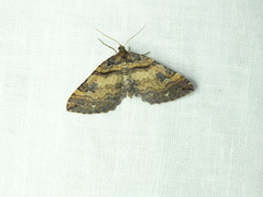 Earophila badiata