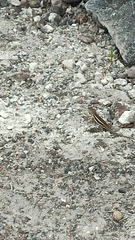 Microlophus albemarlensis