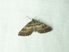 Earophila badiata