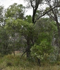 Eremophila mitchellii