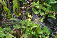 Potentilla chinensis