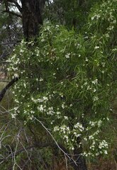 Eremophila mitchellii