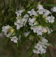 Eremophila mitchellii