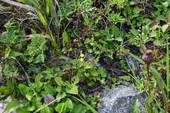 Potentilla chinensis