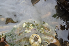 Amphibalanus improvisus