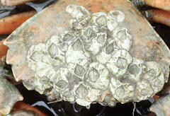 Amphibalanus improvisus