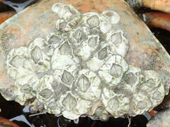 Amphibalanus improvisus