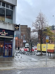 Columba livia domestica