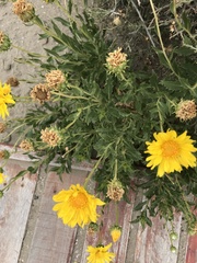 Grindelia chiloensis