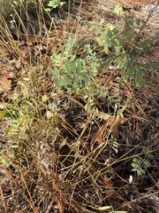 Tephrosia virginiana