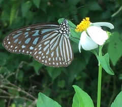 Ideopsis vulgaris macrina