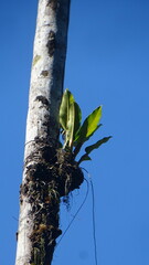 Philodendron melinonii