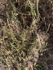 Stachys grandidentata