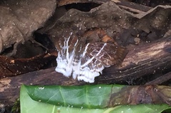 Odontoptilum pygela