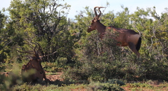 Alcelaphus buselaphus caama