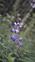 Lupinus montanus