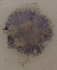 Cyanea lamarckii
