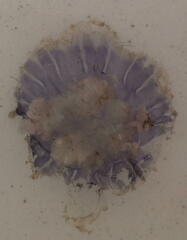 Cyanea lamarckii