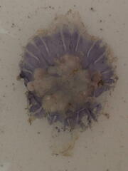 Cyanea lamarckii