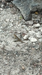 Microlophus albemarlensis