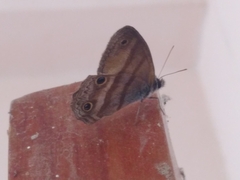 Cissia