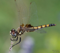 Macrodiplax balteata