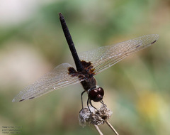 Macrodiplax balteata