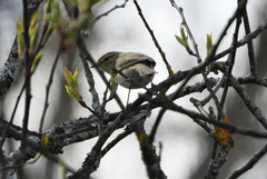 Phylloscopus trochilus