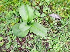 Himantoglossum hircinum
