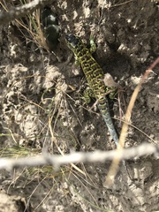 Liolaemus melanops
