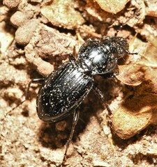 Cyclotrachelus