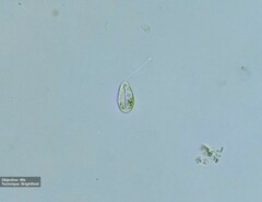 Notosolenus mediocanellatus
