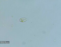 Notosolenus mediocanellatus