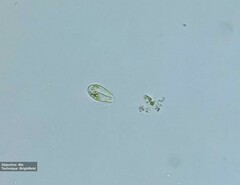 Notosolenus mediocanellatus