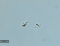 Notosolenus mediocanellatus