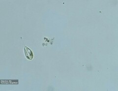 Notosolenus mediocanellatus