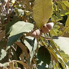 Quercus oblongata